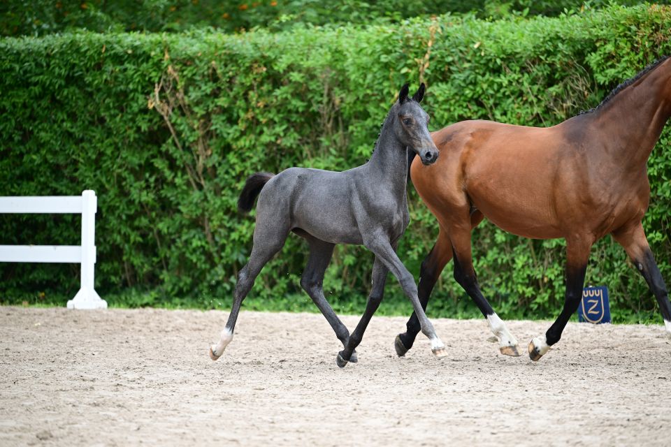 Dip It vd Berghoeve Z - &copy;Paardenfotograaf
