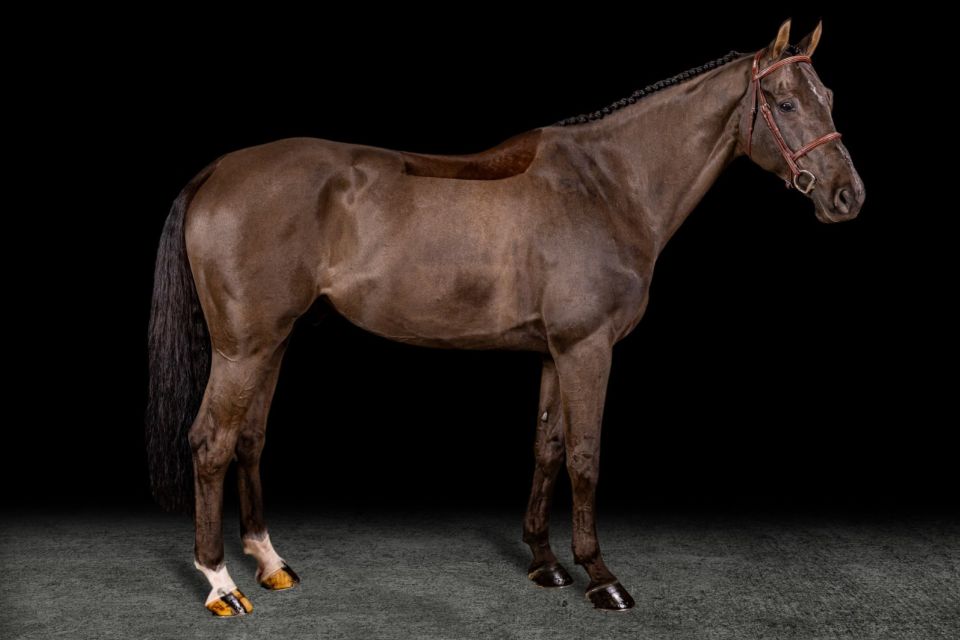 Dacaron (Dominator 2000 Z x Fighting Alpha) - ©Aloga Auction Dacaron (Dominator 2000 Z x Fighting Alpha) - ©Aloga Auction