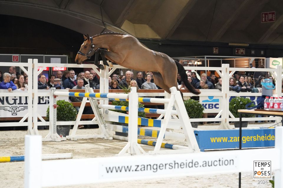 Camille du Maillet Z - ©Jumping Mechelen - Temps de Poses Camille du Maillet Z - ©Jumping Mechelen - Temps de Poses