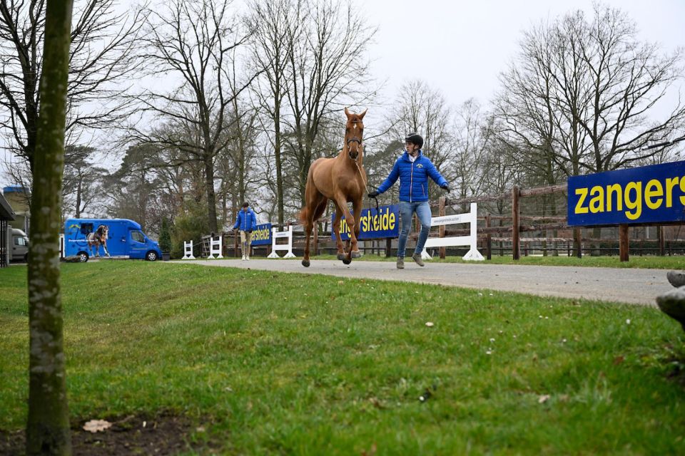 hengstenkeuring hengstenkeuring