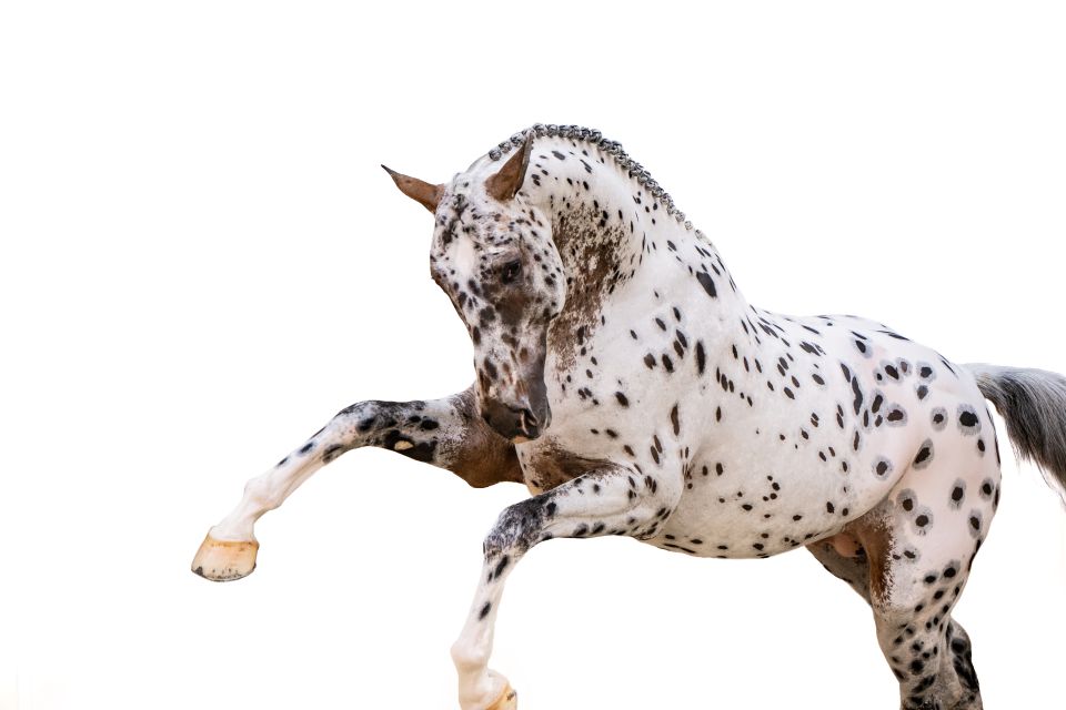 J-Nius V.V. Z J-Nius V.V. Z