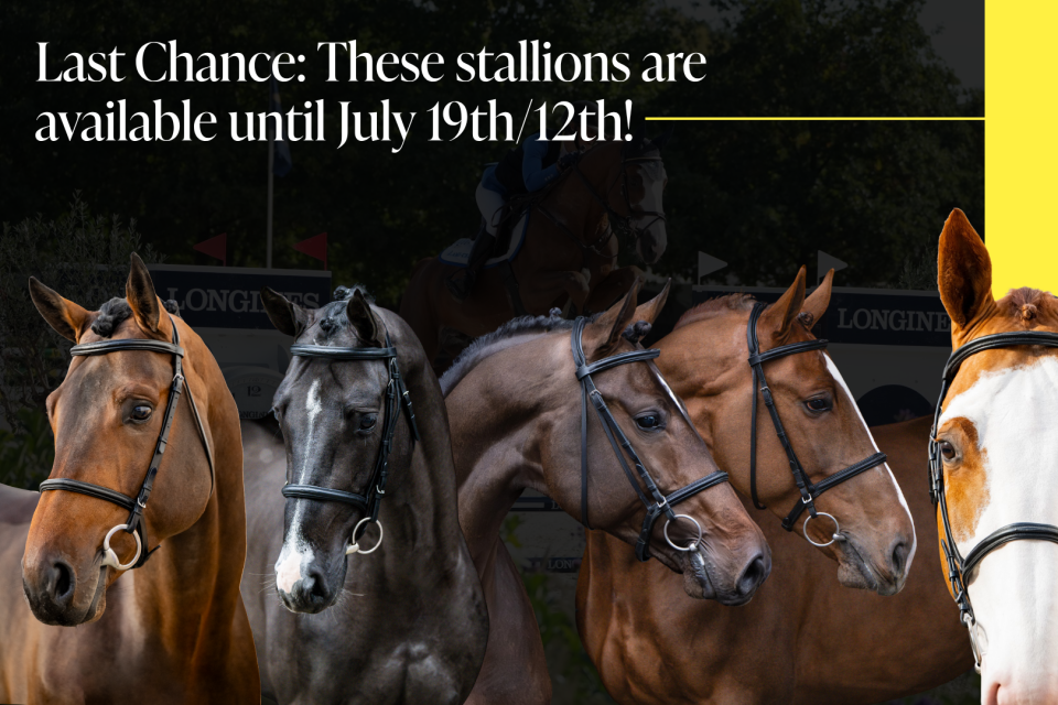 Young Stallions Availability