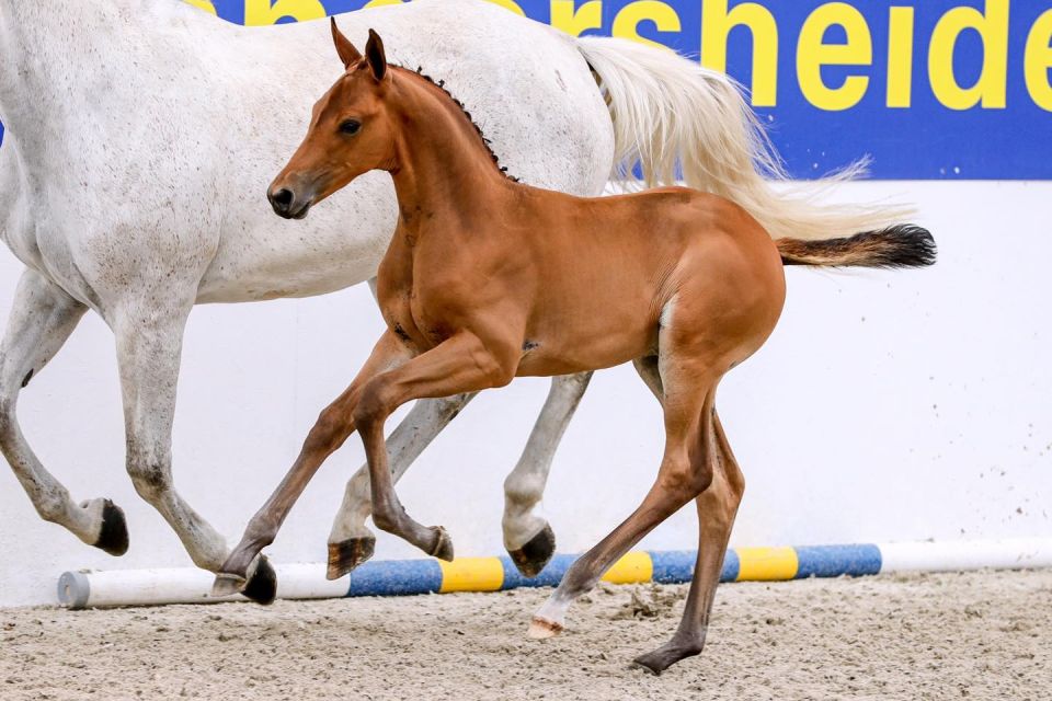 Milo de Nyze Z Milo de Nyze Z