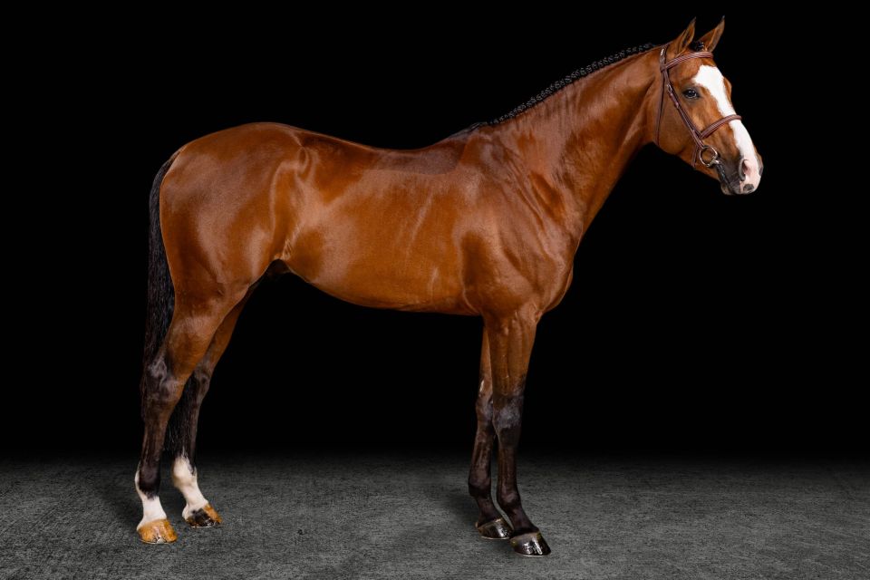 Nikora TSH (Aganix du Seigneur Z x AD Unaniem) - ©Aloga Auction (1) Nikora TSH (Aganix du Seigneur Z x AD Unaniem) - ©Aloga Auction (1)