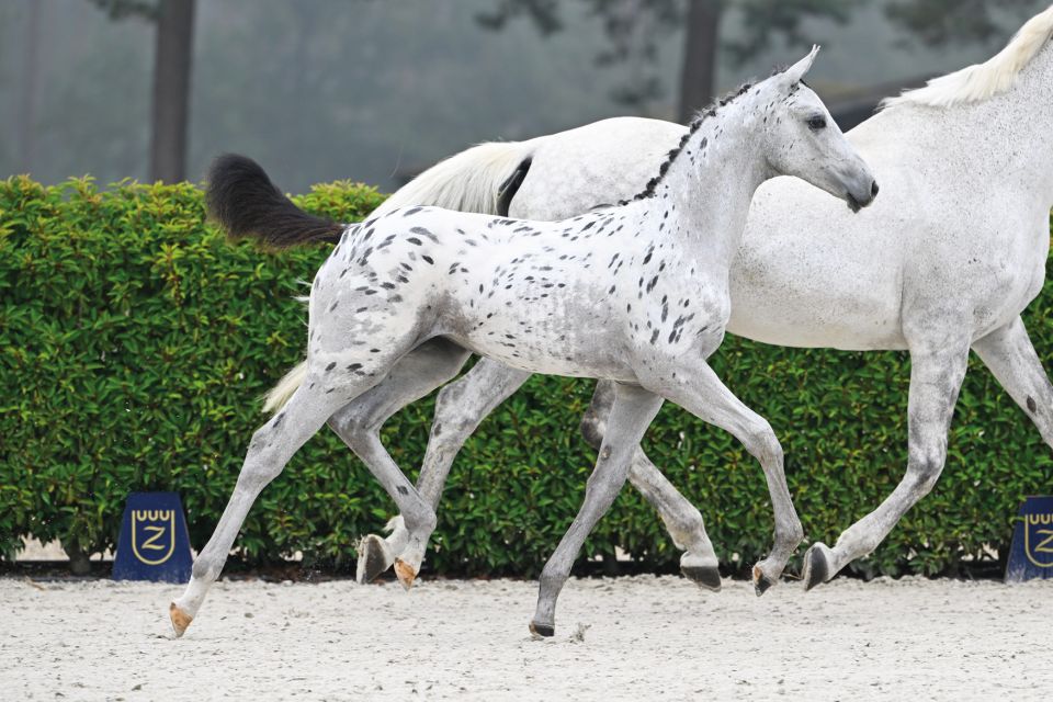 J-Nius V.V. Z x Larimar
 Jewel V.V. Z