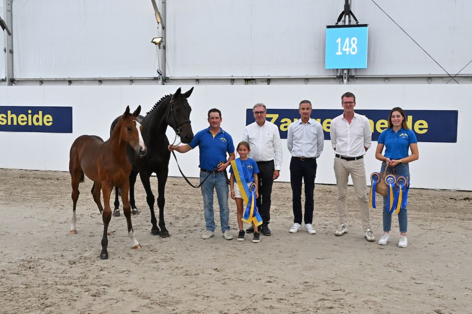 Audi Z (Aganix du Seigneur Z x Chacco Blue) Audi Z (Aganix du Seigneur Z x Chacco Blue)