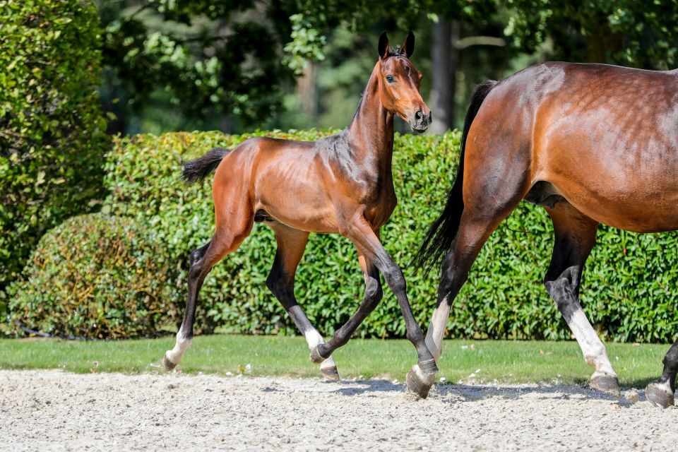 Chantano RB Z (1) Chantano RB Z (1)