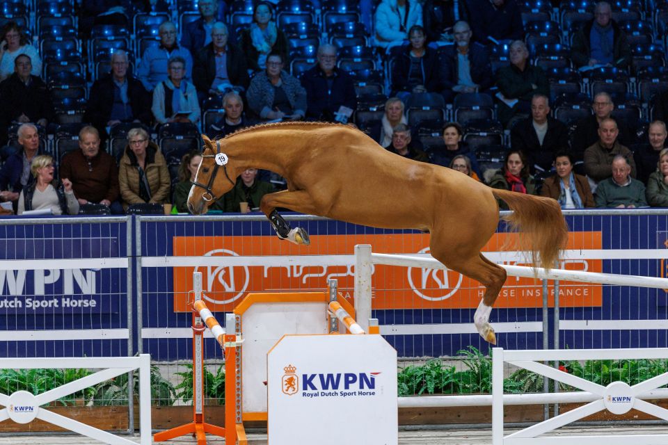 Caribou vd Dassenheide Z (Caribis Z x Diamant de Semilly - F-Nick Adams en Jill Goossens) - ©Hippofoto Caribou vd Dassenheide Z (Caribis Z x Diamant de Semilly - F-Nick Adams en Jill Goossens) - ©Hippofoto