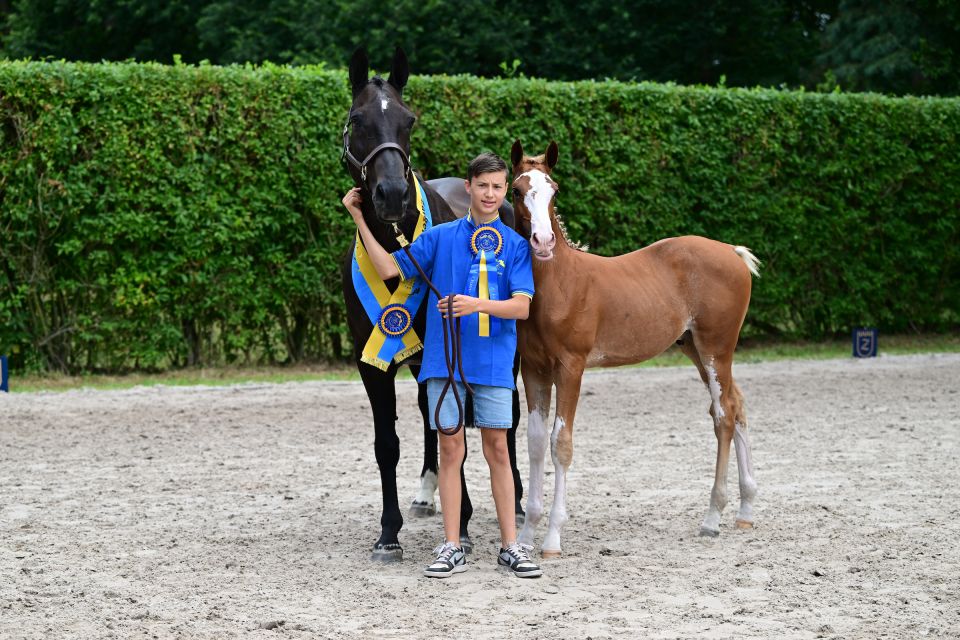 E-Star VJ Z - &copy;Paardenfotograaf