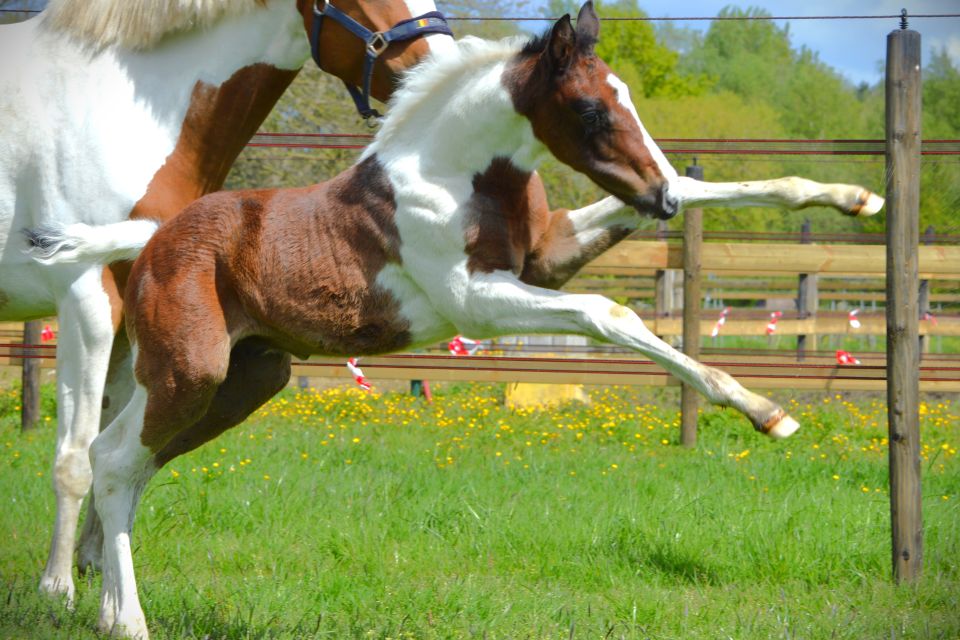 Cupido van de Pluishoek Z 2 Cupido van de Pluishoek Z 2