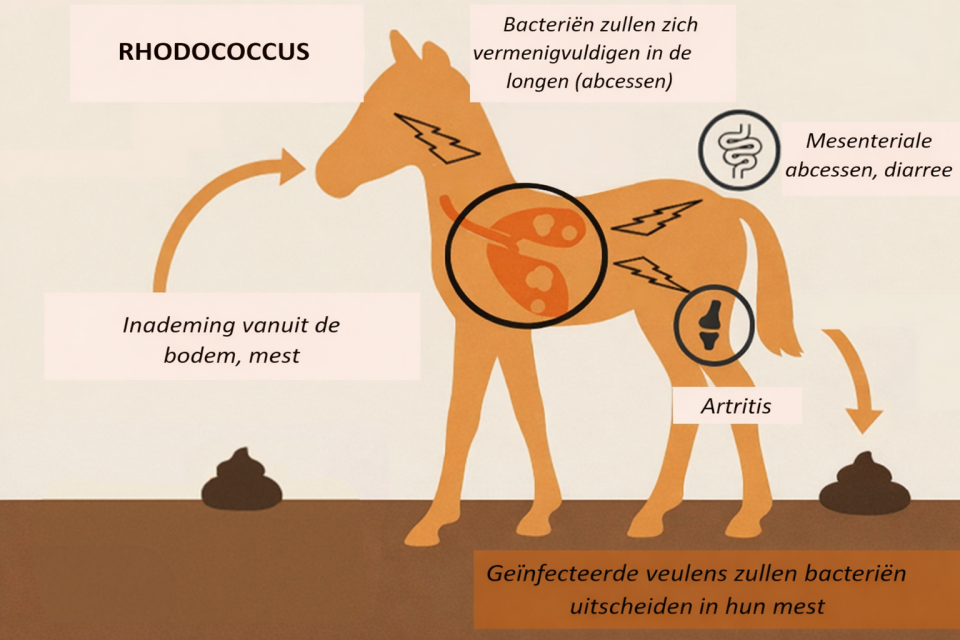 Veulen_Nederlands