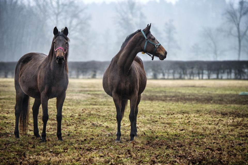 nieuws-130117008abfa4-middel nieuws-130117008abfa4-middel