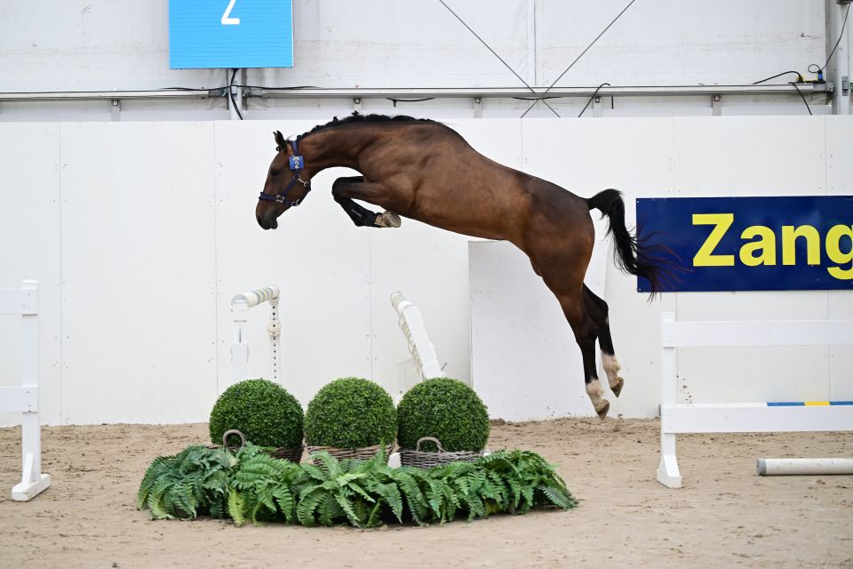 Petunia V T&rsquo; Hof Van Dorslaer Z - &copy;Paardenfotograaf