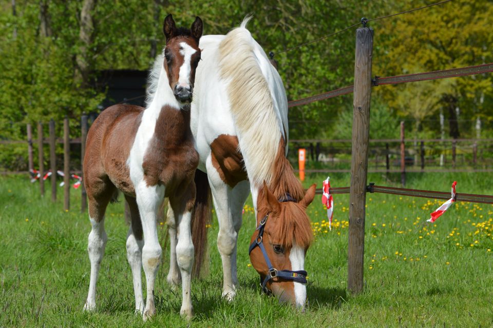 Cupido van de Pluishoek Z Cupido van de Pluishoek Z