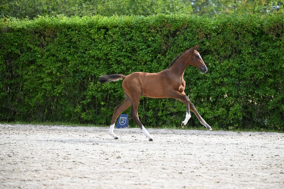 Alicia Keys Z (Ansingh de Lis Z x Taloubet Z) 2