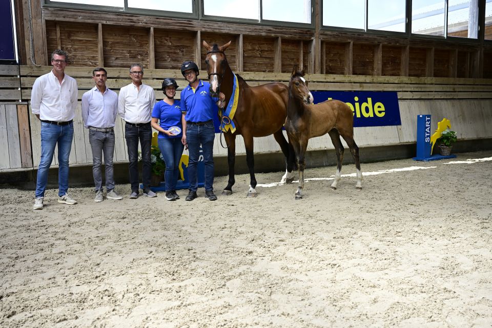 Maximus Cen D&rsquo;Elixir Z &copy;Paardenfotograaf