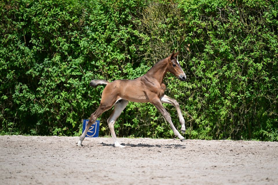 Ashton Kutcher Z - &copy;Paardenfotograaf