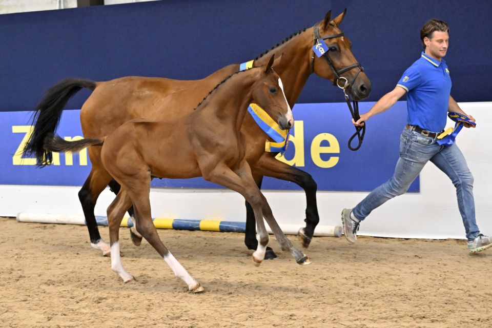 2024-06-21-206995 hengstveulen 2024-06-21-206995 hengstveulen