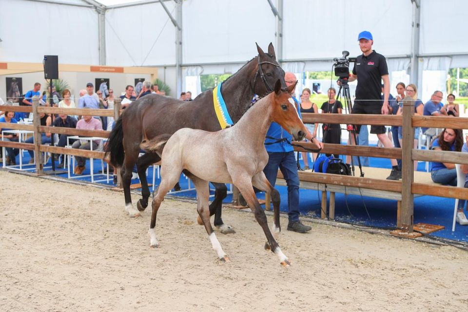 Ailyn R Z (Ansingh de Lis Z x Indorado) Ailyn R Z (Ansingh de Lis Z x Indorado)