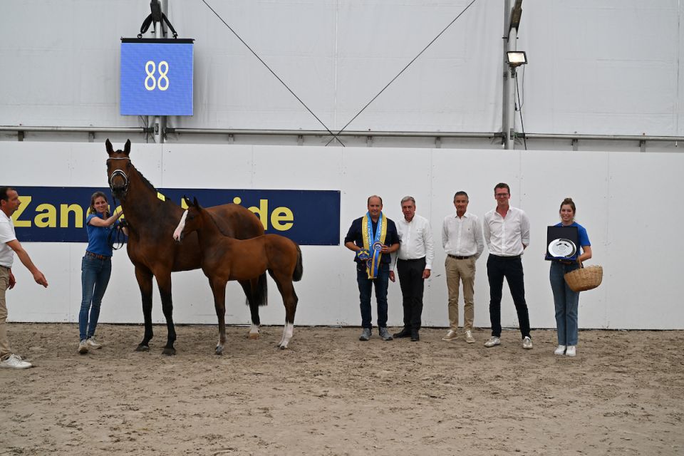 Alicia Keys Z (Ansingh de Lis Z x Taloubet Z)