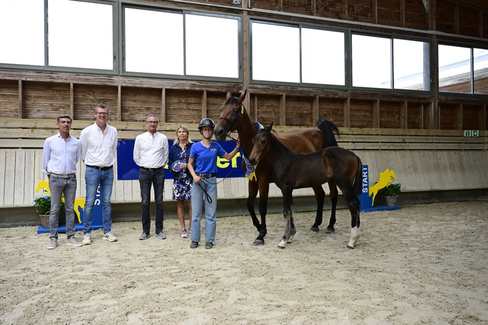 Comicstrip Brimbelles Z - &copy;Paardenfotograaf