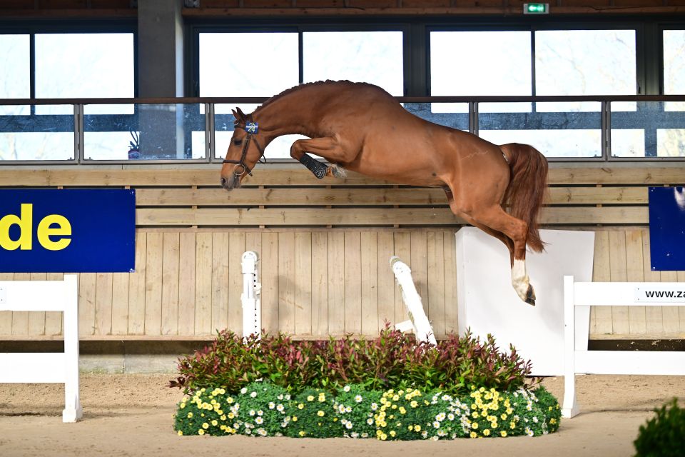 TNT AE Z (Tobago Z x Kannan &ndash; fokker  Atlantic Equine Services) - &copy;Paardenfotograaf