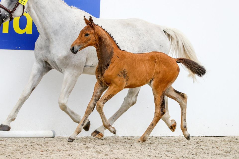 Ucenta Z  (2) Ucenta Z  (2)