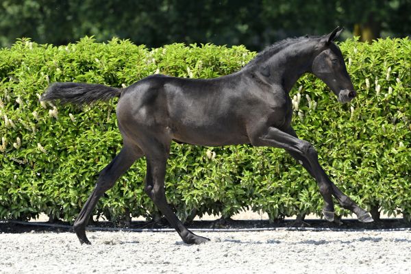 Dia Bella Courtier Z 1 Dia Bella Courtier Z 1