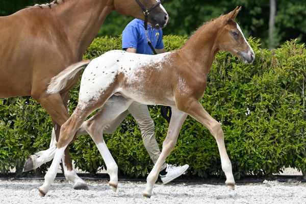 Jaguar Star by Classic Z 2 Jaguar Star by Classic Z 2