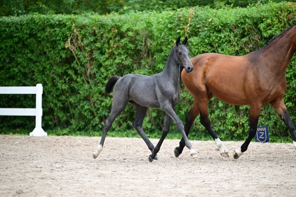 Dip It vd Berghoeve Z - &copy;Paardenfotograaf