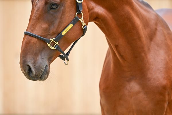 Dreamer van het Peggershof Z