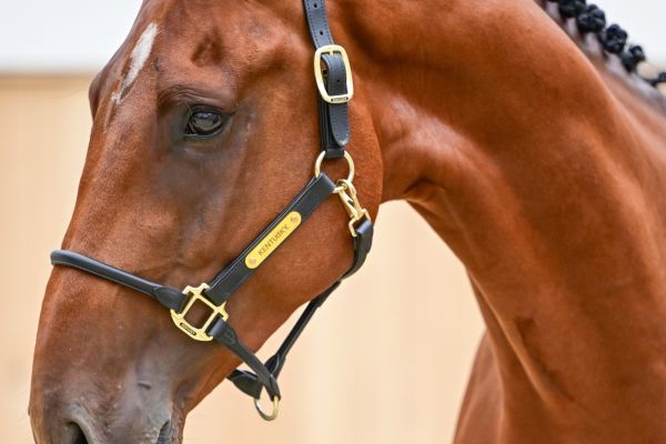 Dreamer van het Peggershof Z