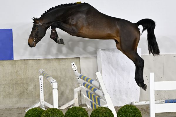 DIDO VH BROEKXHOF DIDO VH BROEKXHOF