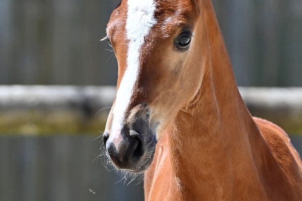 etretat-peguignon-z-77 etretat-peguignon-z-77