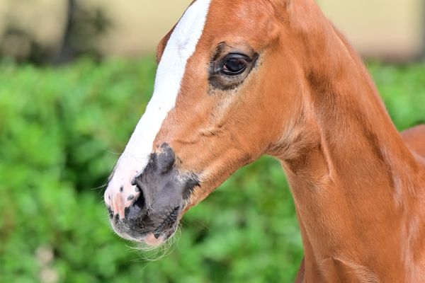 eden-falls-db-z eden-falls-db-z