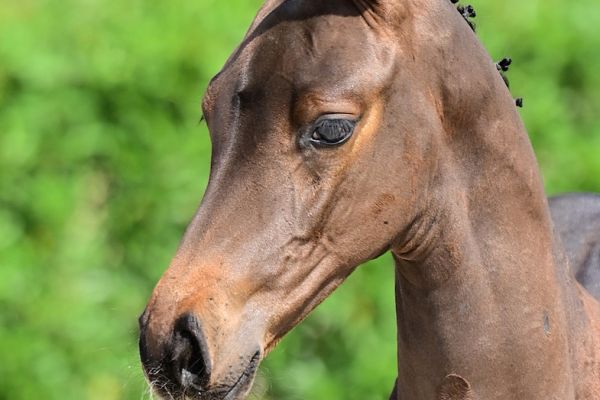 camille-de-lau-de-betze-z camille-de-lau-de-betze-z