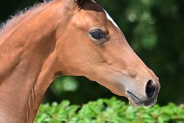 cibelle-de-nyze-z cibelle-de-nyze-z