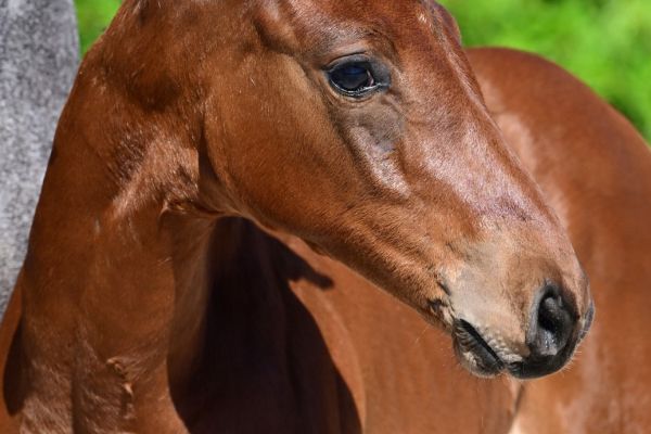 chacco-bella-vd-drie-eiken-z chacco-bella-vd-drie-eiken-z