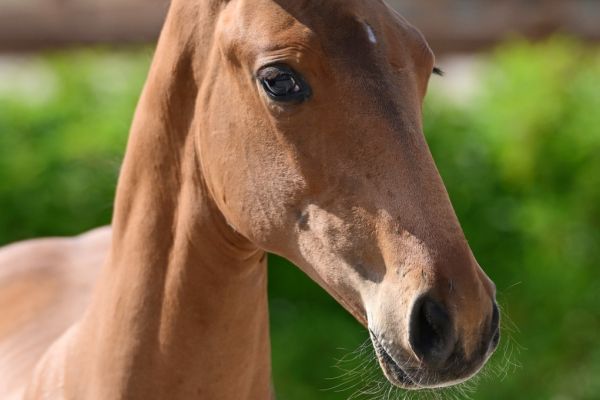 claire-vant-gebergte-z claire-vant-gebergte-z