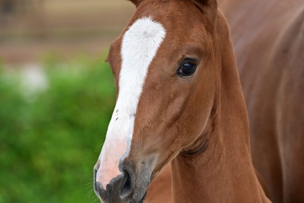 albus-waldstar-z albus-waldstar-z