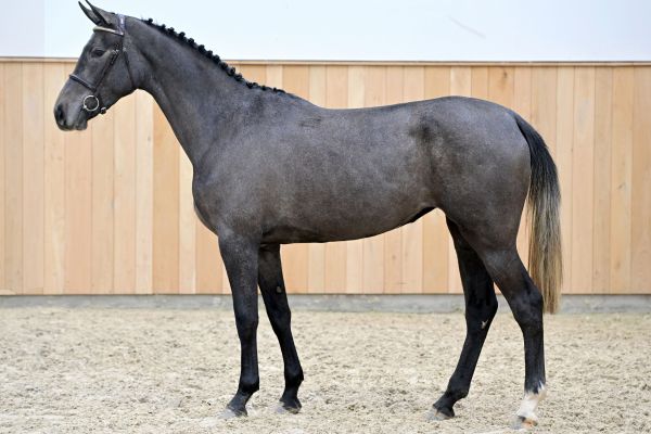 PRADA GPH 2 PRADA GPH 2