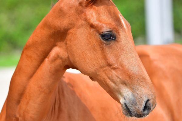 curaao-van-t-roosakker-z-74 curaao-van-t-roosakker-z-74