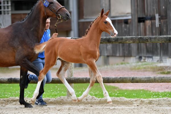 kiss-and-fly-dk-z kiss-and-fly-dk-z