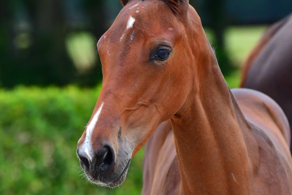 kagera-falls-db-z kagera-falls-db-z