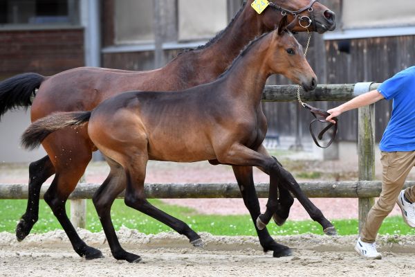 chades-of-devil-z chades-of-devil-z