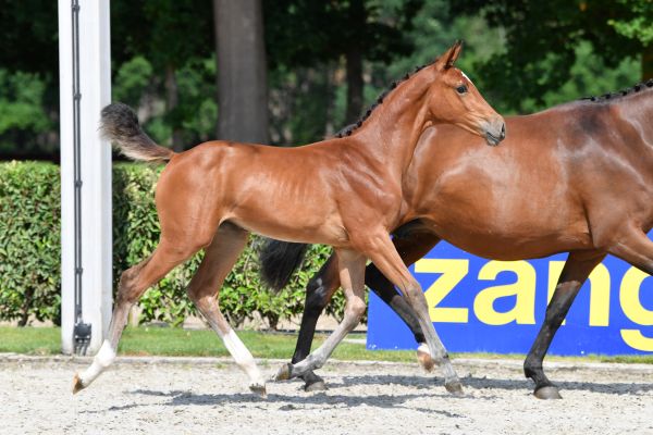 high-class-l3b-z high-class-l3b-z