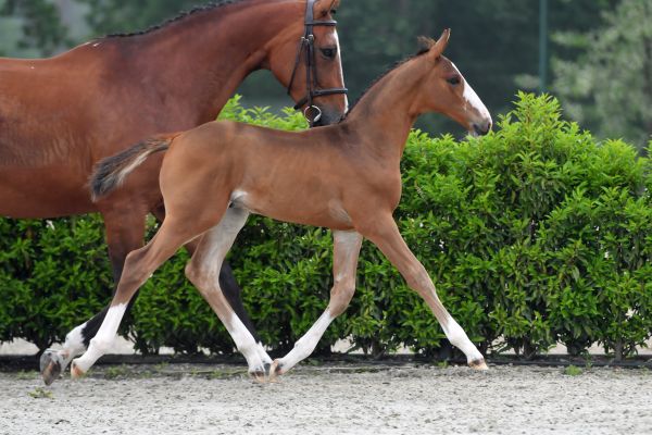 arlon-ter-doorn-z arlon-ter-doorn-z