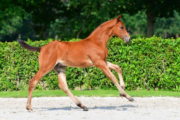 cato-de-jolie-z-51 cato-de-jolie-z-51