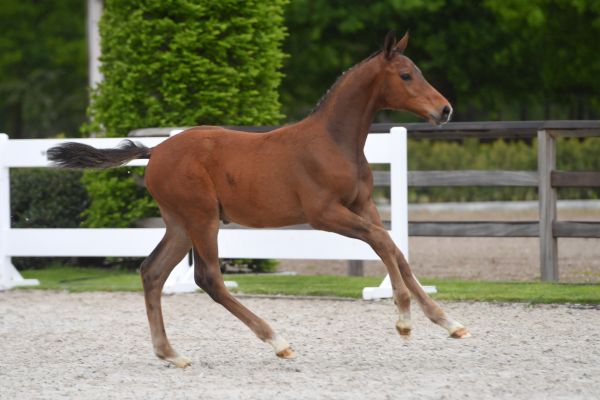 diamond-van-de-willemshof-z-86 diamond-van-de-willemshof-z-86