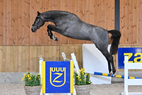 diva-db-z-59 diva-db-z-59